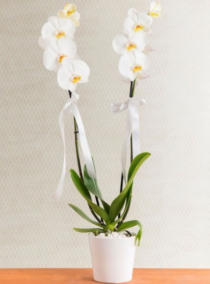 Orkide Phalaenopsis 2 Dallı